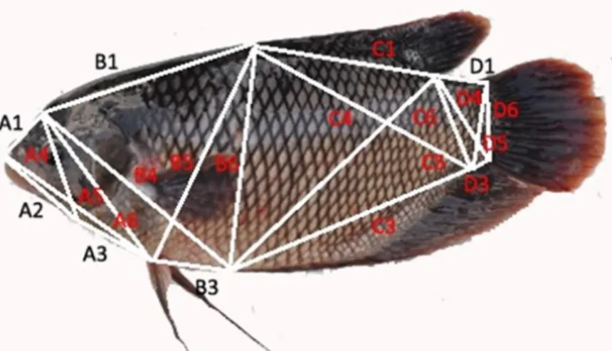 Gambar  1.  Titik  pengukuran  truss  morfometrik  ikan  Gurami  (Truss  morphometric  measurements    point of giant gouray fish) 