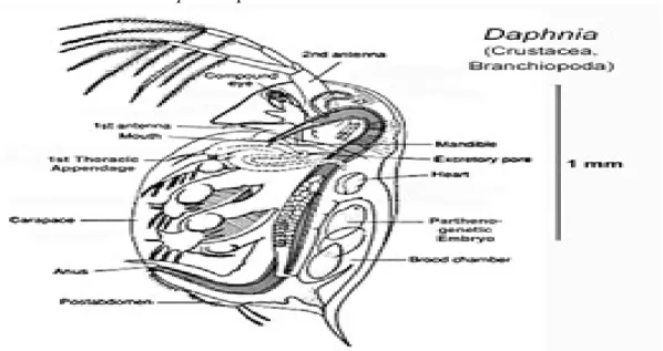 Gambar 1 Anantomi Daphnia sp.