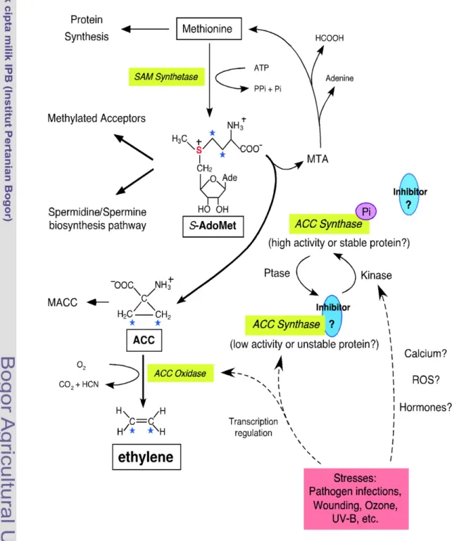 Gambar 2  Biosintesis etilenaa pada tanaman (Wang et al  2002). 