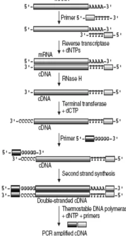Gambar 3  Proses RT PCR (Reece  2004). 