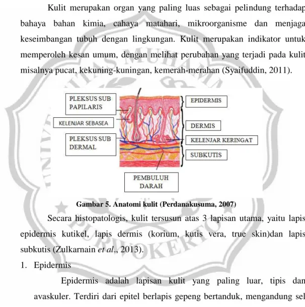 Gambar 5. Anatomi kulit (Perdanakusuma, 2007) 