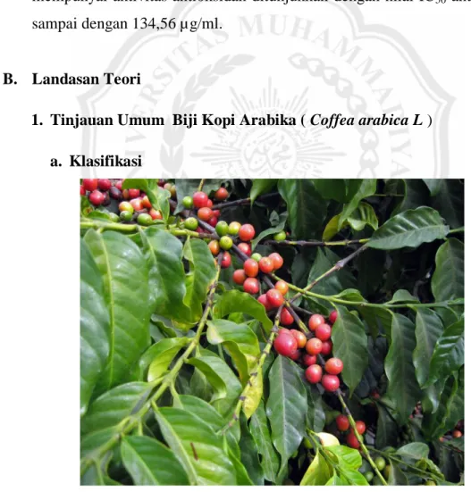 Gambar 2.1. Coffea arabica, L 