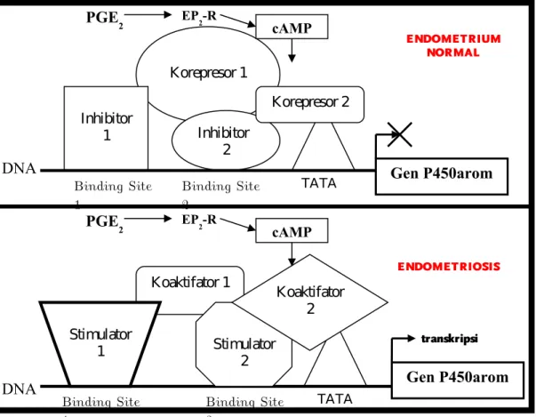 Gambar 2.3 Regulasi dari CYP 19 ekspresi gen (aromatase P450) melalui promoter  ovarian-type pada stroma endometrium normal dan endometriosis