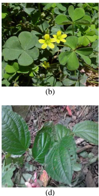 Gambar 7. Beberapa spesies tumbuhan obat (a) Tebu sawur (Polygonum  chinense), (b) Kecutan (Oxalis corniculata), (c)  Remejun  (Euphatorium riparium), (d)  Suruhan (Piper miniatum)
