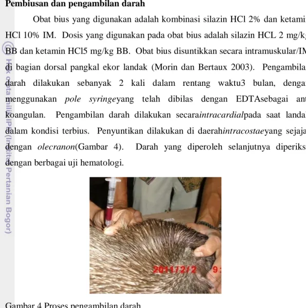 Gambar 4 Proses pengambilan darah. 