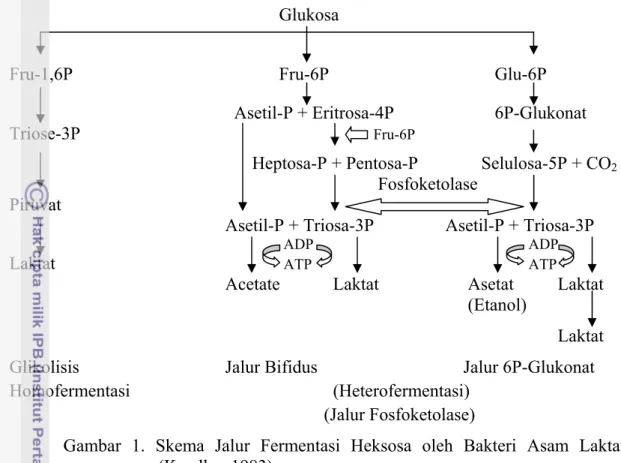 Gambar 1. Skema Jalur Fermentasi Heksosa oleh Bakteri Asam Laktat  (Kandler, 1983) 