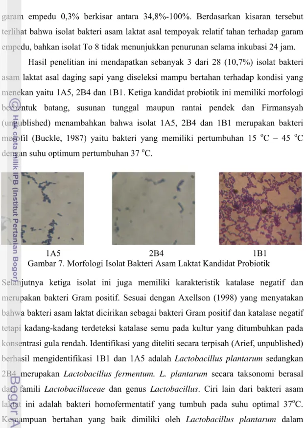 Gambar 7. Morfologi Isolat Bakteri Asam Laktat Kandidat Probiotik 