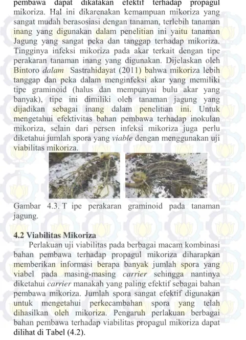 Gambar  4.3. T ipe  perakaran  graminoid  pada  tanaman  jagung. 