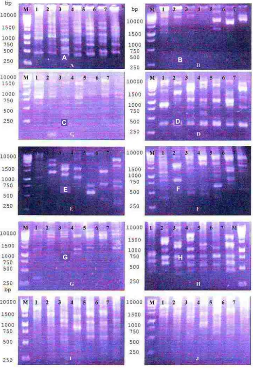 Gambar  3.  Amplifikasi PCR yang menghasilkan pola spesifik pada tujuh isolat C. cassiicola dengan  menggunakan primer OPN-04 (A), OPN-05 (B), OPN-11 (C), OPN-12 (D), OPN-19(E), OPN-20  (F), OPH-04 (G), OPH-09 (H), OPH-12 (I) dan OPH-16 (J).