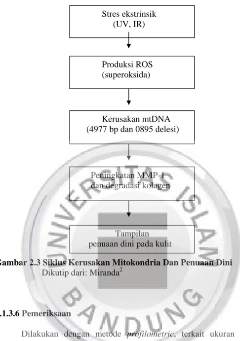 Gambar 2.3 Siklus Kerusakan Mitokondria Dan Penuaan Dini Dikutip dari: Miranda 2