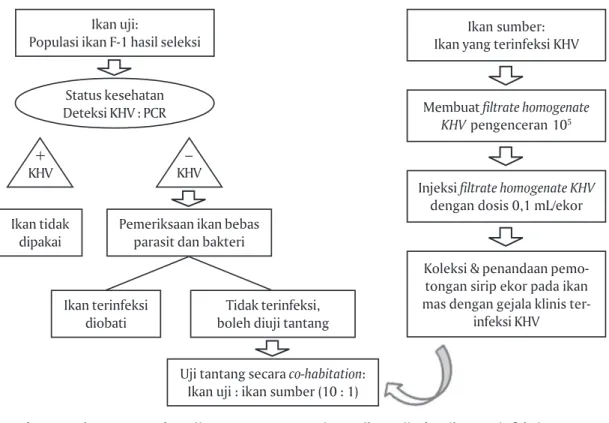Figure 1. Schematic procedure of KHV challenge test, preparation for tested fish, and KHV-infected fish  (Carp Selective Breeding Protocol, 2010)