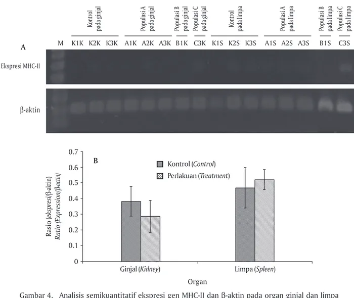 Gambar 4. Analisis semikuantitatif ekspresi gen MHC-II dan  β-aktin pada organ ginjal dan limpa dari benih ikan F-1 terseleksi (M: Marker DNA)