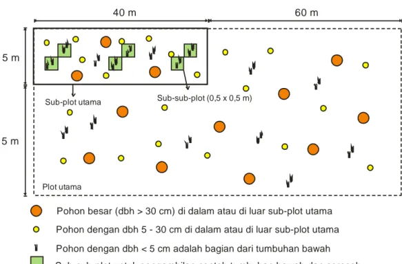 Gambar 1. Plot pengukuran cadangan karbon dan struktur tegakan agroforestri gmelina   (sumber: diadaptasi dari Hairiah et al., (2011)) 