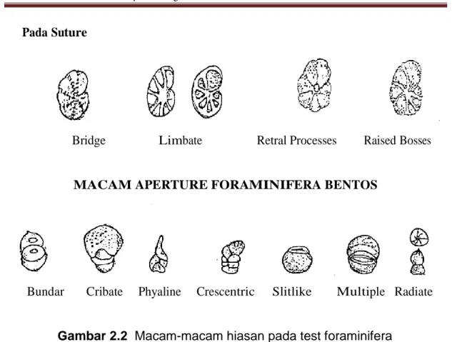 Gambar 2.2  Macam-macam hiasan pada test foraminifera 