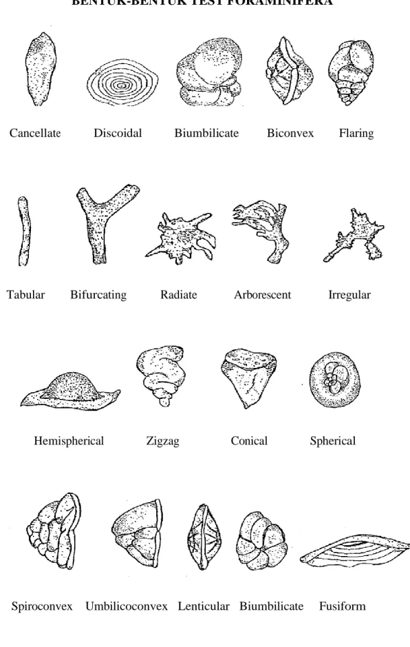 Gambar 2.1  Macam-macam bentuk pada test foraminifera 