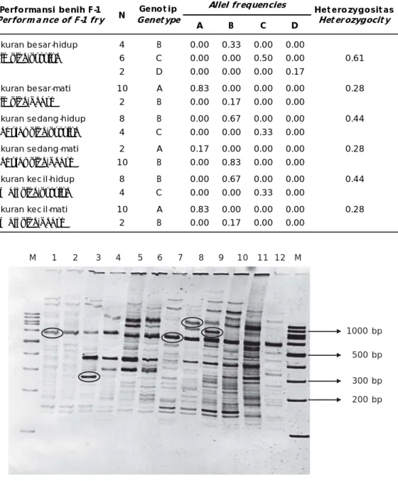 Tabel 5. Genotip dan allel  frekuensi  pada lokus yang terdeteksi pada generasi pertama (F-1) udang windu, P