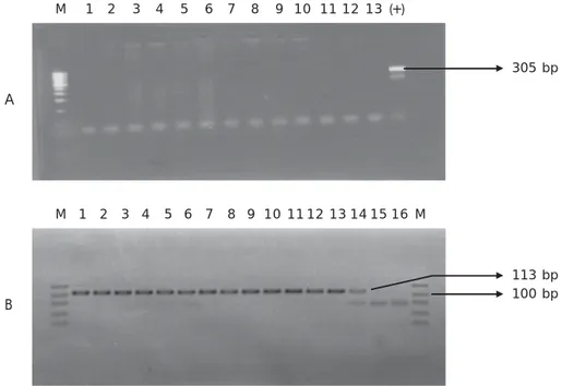 Gambar 1. Pola amplifikasi PCR untuk diagnosis infeksi WSSV pada benih F-1 udang windu, P
