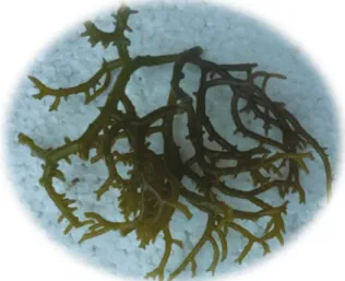 Gambar 1. Kappaphycus sp. (strain Sumba) hasil budi- budi-daya