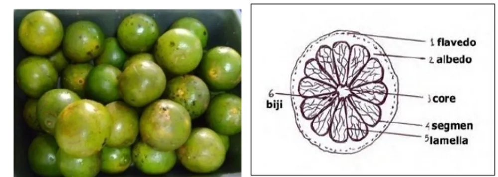 Gambar 9. (a) Buah jeruk Siam dan (b) penampang jeruk (Ting dan Attaway,1971)  Hasil  pengamatan  memperlihatkan  jeruk  memiliki  tingkat  kematangan  yang  belum  maksimal  (Gambar  9)
