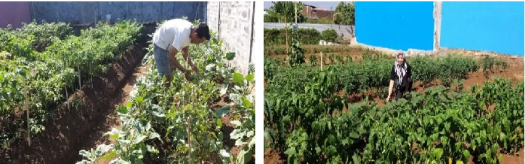 Gambar 2. Perluasan tanaman sayur di lahan tidak terpakai di area KBP 