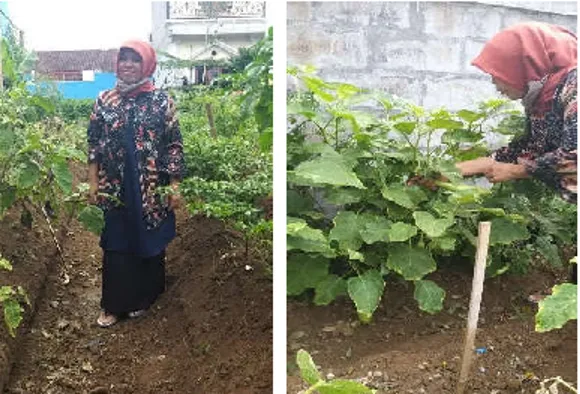 Gambar 3. Pembuatan lajur untuk penanaman bibit sayur mayur 2.  Penyediaan dan pembibitan sayur mayur yang sudah tertanam, meliputi: 