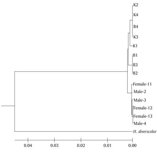 Gambar 6. Dendrogram jarak genetik dari induk, F-1 (terseleksi dan kontrol) komparasi dengan data yang ada di Gene Bank abalon H