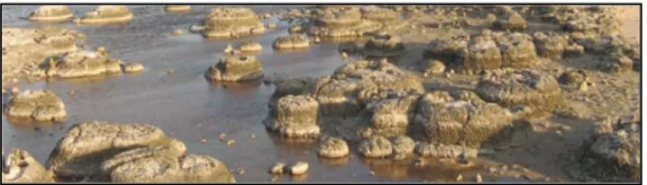 Gambar  2.2  Stromatolit  hasil  presipitasi  kalsium  karbonat  yang  diinduksi oleh mikrobia