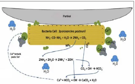 Gambar 2.4. Reaksi Presipitasi  kalsium karbonat dengan mediasi  bakteri  (De Jong et al,  2009)