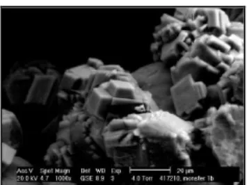 Gambar  2.5  Hasil  Scanning  Electron  Micrograph  (SEM)  proses  mineralisasi. (Zwietten, G
