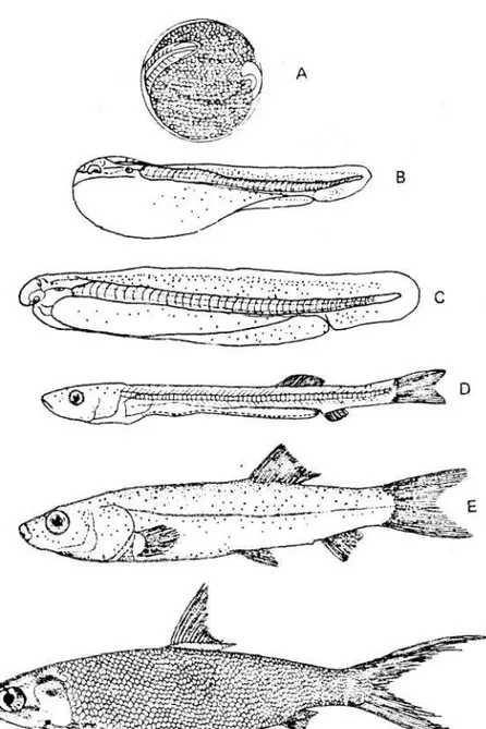 Gambar 1. Tahap perkembangan ikan bandeng Chanos - chanos dari telur hingga  dewasa (dari CHONG et al