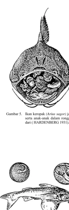 Gambar 6.   Telur dan larva ikan keropek (Arius  sagor)  yang diasuh dalam rongga  mulut sang &#34;bapak&#34; (dari  DELSMAN &amp; HARDENBERG