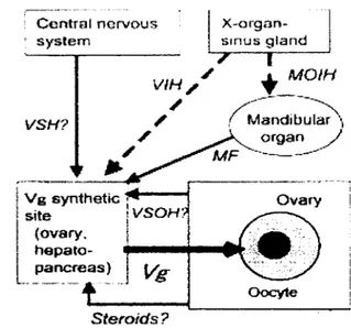 Gambar 2  Sistem ke j a  hormon dalam pengendalian perkembangan gonad udang  (Okumura  2004) 