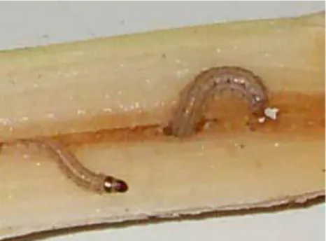 Gambar 2. Larva Chilo auricilius Dudgeon (Budianto, 2013). 