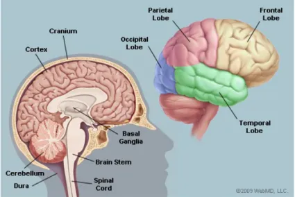 Gambar 2.1 Anatomi Otak