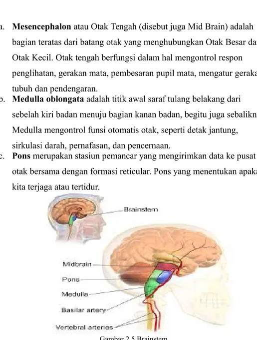 Gambar 2.5 Brainstem