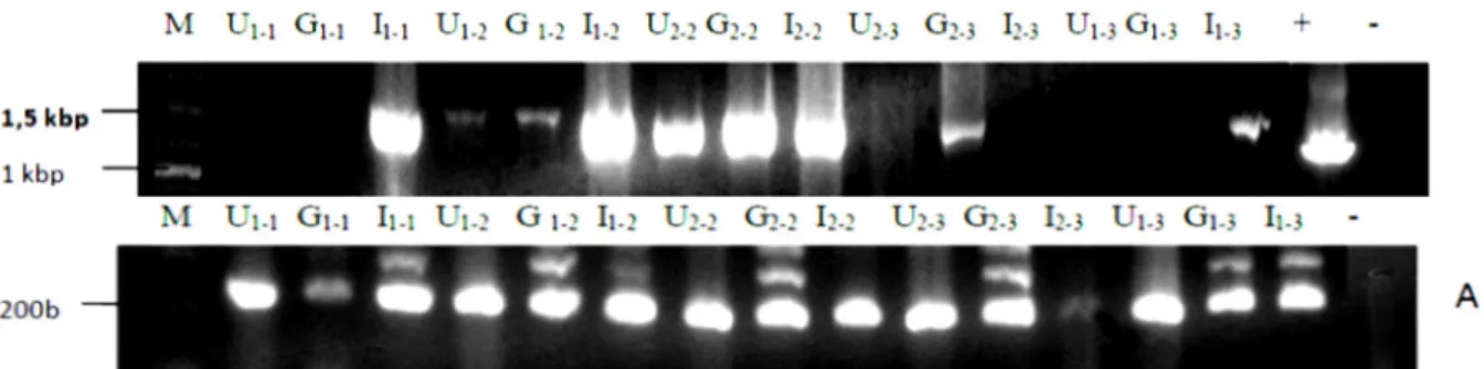 Gambar 1. Visualisasi hasil PCR DNA ikan mas Cyprinus carpio bervaksinasi. Keterangan: M: marker; U1–