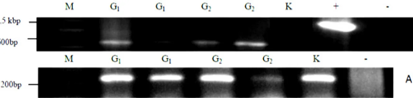 Gambar 2. Hasil sintesis cDNA. M: marker; G1: ginjal perlakuan 1; G2: ginjal perlakuan 2; +: kontrol positif; a: 
