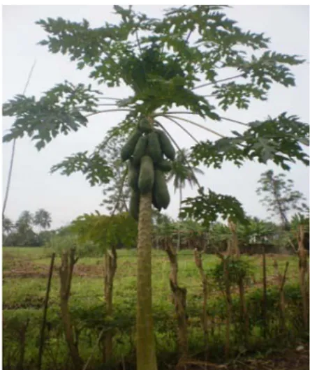Gambar 2.1. Tanaman pepaya (Carica papaya L.) 