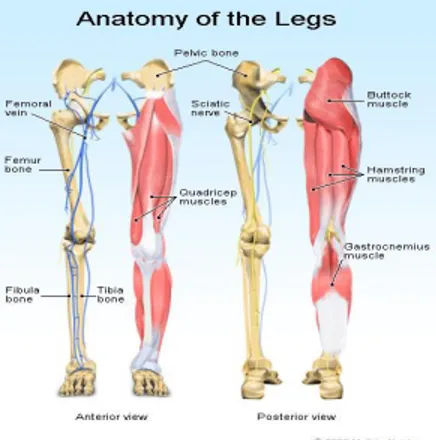 Gambar 5. Otot dan Tulang Tungkai Manusia 