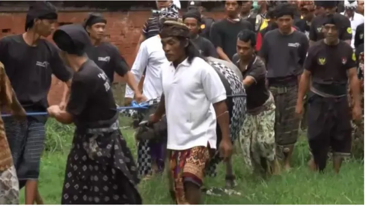 Gambar 2. Arak-arakan Kerbau.