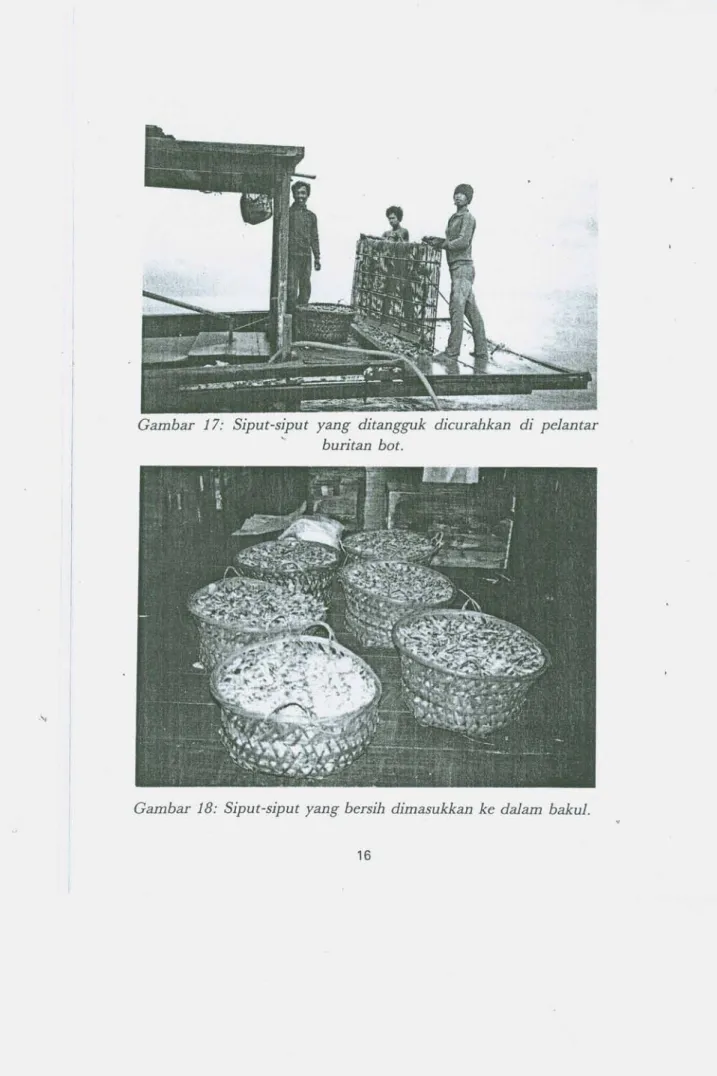 Gambar 17: Siput-siput yang ditangguk dicurahkan di pelantar buritan bot.