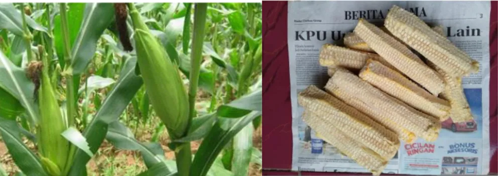 Gambar tanaman jagung (Zea mays L) dan tongkol jagung dapat dilihat pada gambar  2.1 sebagai  berikut : 