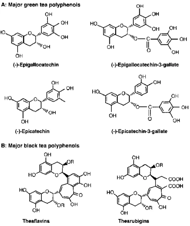 Gambar 5. Perbedaan senyawa polifenol utama teh hijau dan teh hitam (Anesini, Ferraro, dan  Filip, 2008) 