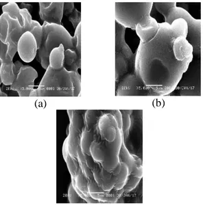 Gambar 3. Hasil uji aktivitas minyak nilam  terhadap jamur C. albicans 