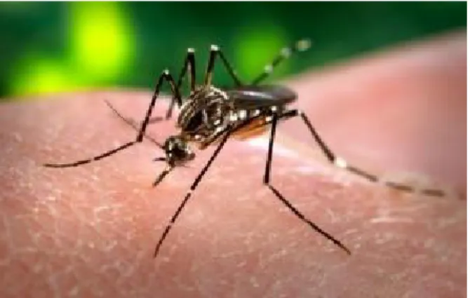 Gambar 2.2 Nyamuk Aedes Albopictusini