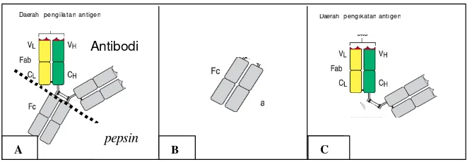 Gambar 7. Skema pemotongan imunoglobulin (A) dengan enzim pepsin, menghasilkan fragmen Fc (B) dan fragmen F(Ab)2 (C)