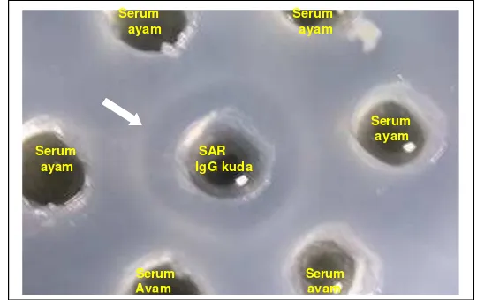 Gambar 8. Garis presipitasi (tanda panah) pada uji imunodifusi (AGPT) menunjukkan  adanya reaksi homolog antara antiserum ayam (Ab2)  dengan SAR (Ab1)