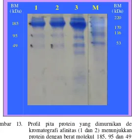 Gambar 13. Profil pita protein yang dimurnikan dengan kromatografi afinitas (1 dan 2) menunjukkan pita protein dengan berat molekul 185, 95 dan 49 kDa dan hasil pengendapan dengan amonium sulfat (3) dibandingkan dengan marker (M)