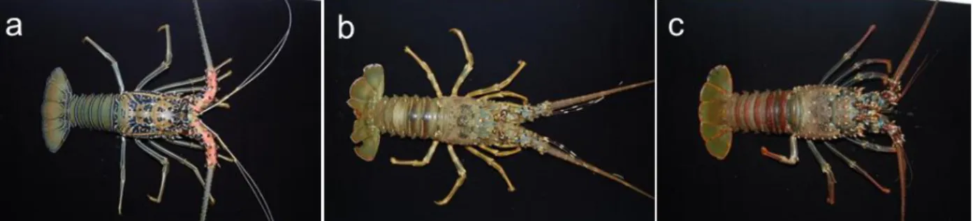 Gambar  3.   Jenis-jenis Lobster yang Ditemukan di Pantai Ranca Buaya, Pamengpeuk, Selatan Garut