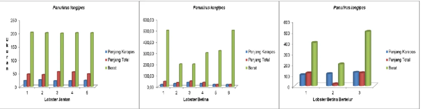 Gambar 6 c.  Panjang  Karapas,  Panjang  Total  dan  Berat    Lobster  Panulirus  versicolor  (Jantan,  Betina  dan  Betina  Bertelur)